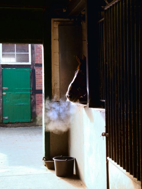 A horse looks out of its box, its breath steaming in the cold air