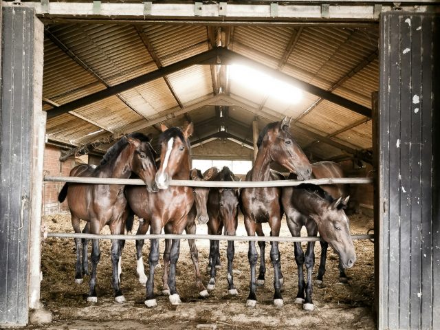 Six young horses standing at a rail in an open barn