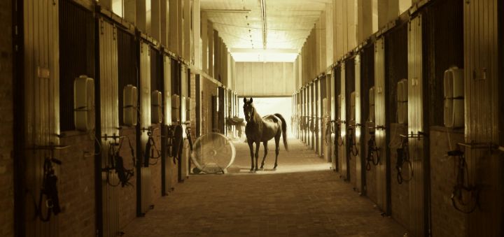 A stable aisle with boxes on both sides, a horse standing in the middle